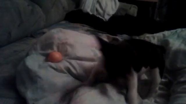 Собака и мандарин смотреть онлайн