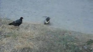 Голубь с хлебом на шее.