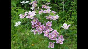 посев семян дельфиниума под зиму