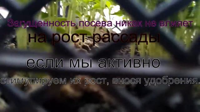 Рассада перца без пикировки. смотреть онлайн