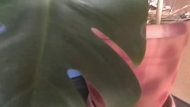 Моя неубиваемая монстера смотреть онлайн