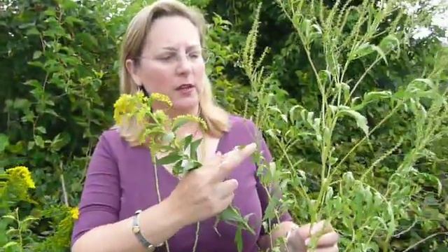 Hay Fever: Goldenrod(Solidago sp.) vs. Ragweed (Ambrosia artemisiifolia) смотреть онлайн