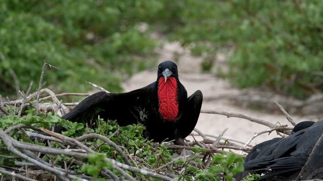 Что такое бердвотчинг? И зачем это нужно? смотреть онлайн