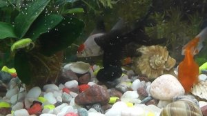 золотые рыбки , телескоп