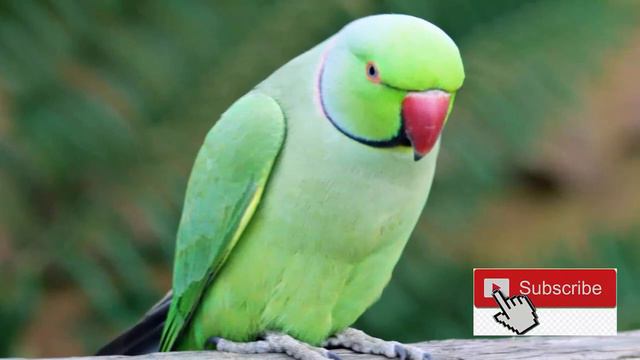 parrot ko baten sikhane ka tarika | how to train parrot to talk | bywaseem urdu hindi смотреть онлайн