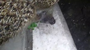 Злой Ёжик который Меня УКОЛОЛ!!!