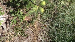 Инжир Далматский Коричневый основной урожай