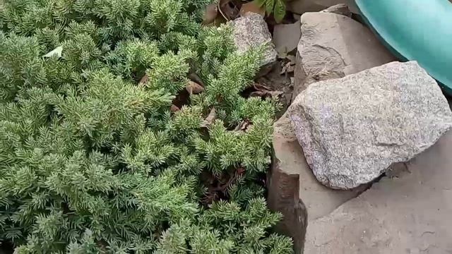 Можжевельник НАНА, лежачий, способы укоренения, результат укоренения!