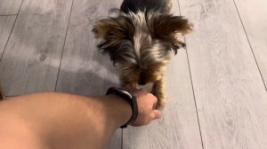 оркширский терьер 5 простых команд в 6 месяцев