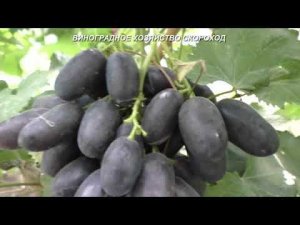 Сорта винограда 2020. Петр 1 - черный красавец раннего срока созревания