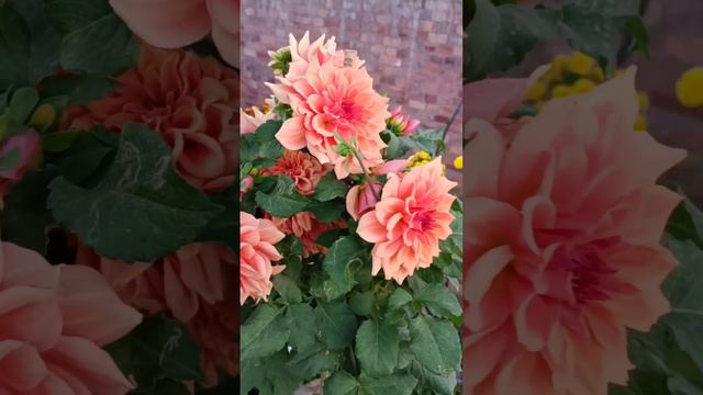 Dahlia plant care tips l डहलिया के पौधे में अधिक फूल कैसे प्राप्त करें