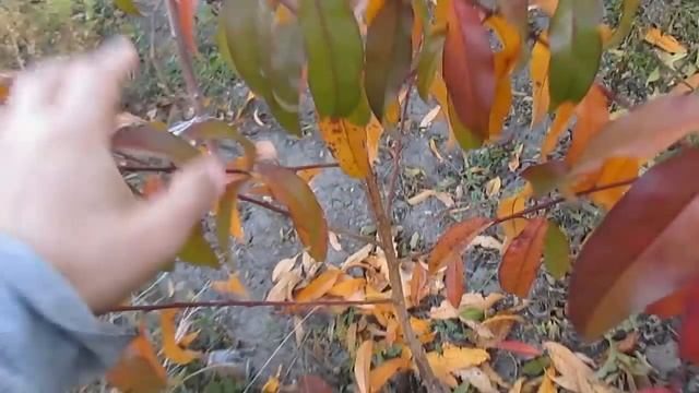 Когда осенью выкапывать сженцы смотреть онлайн