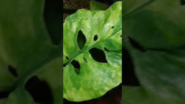 Amydrium Medium (Green) Variegated - Fazza Nursery | Rare Plants