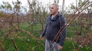 Искореняющая обработка винограда перед укрытием.