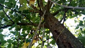 Никогда так не обрезайте над крышей ветки! Как следует резать над хрупким шифером.