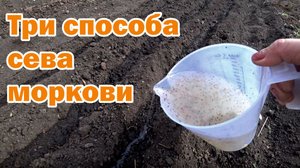 Сев моркови