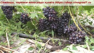24 июля 2023 года и начало созревания Кишмиша Эмма, крупные грозди и ягоды радуют. Пузенко Наталья