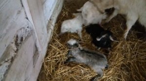 Новорожденные козлята!