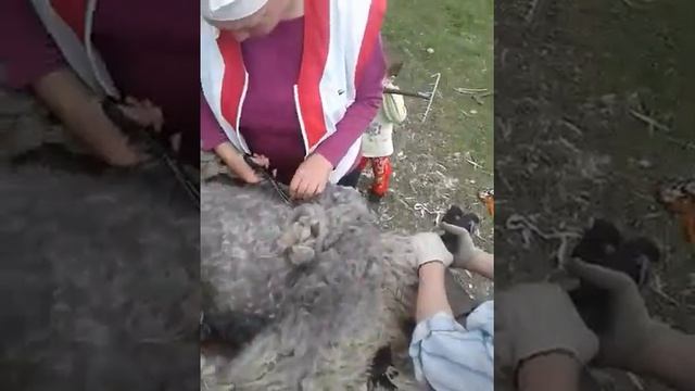 Стрижем овцу. Пробуем. Учимся. Первый раз в жизни. смотреть онлайн