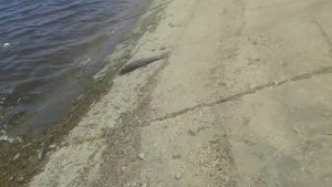 Волжский рыбалка на шлюзах