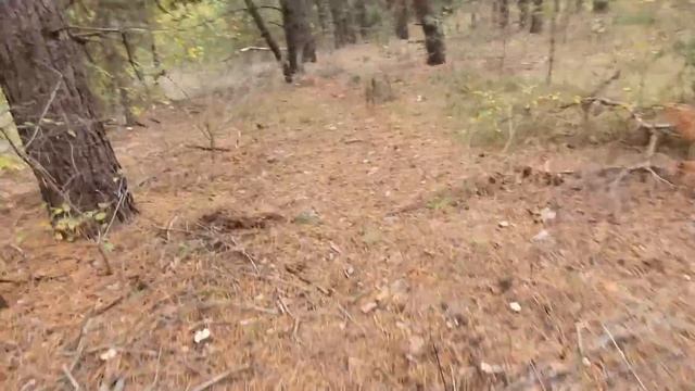 ГДЕ ИСКАТЬ РЫЖИКИ, КОГДА ОНИ ПРЯЧУТСЯ!? ЦАРСКИЕ ГРИБЫ РАСТУТ И РАДУЮТ ГРИБНИКА! РЫЖИКИ ОСЕНЬ 2022!