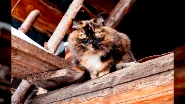 Эта Отшельница Давно Осталась Одна. Уже 30 лет она живет в тайге сама… смотреть онлайн