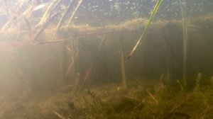 С ружьём на ЩУКУ! Подводная рыбалка ยิงปลาในน้ำ