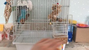 Обустройство клетки для попугая