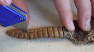 Что в внутри хвоста гремучей змеи?