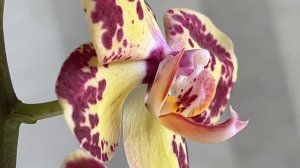 Орхидея редкой красоты Клубничный Пирог ... Phal Strawberry Cake.