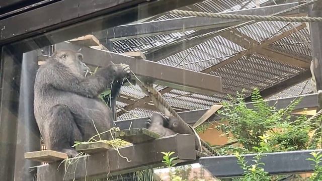Mom Genki, drooling, sings a lullaby to Kintaro.🅷🅾🆃【KyotoZoo, Gorilla смотреть онлайн