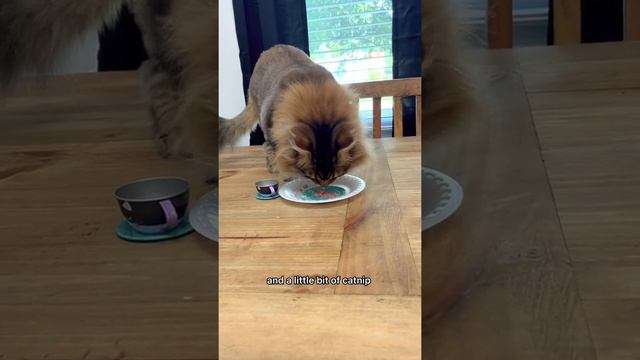 Kitty Soap Opera: Chapter 22... смотреть онлайн