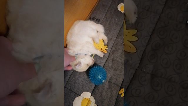 Щенки японского шпица. Нам уже три недели!