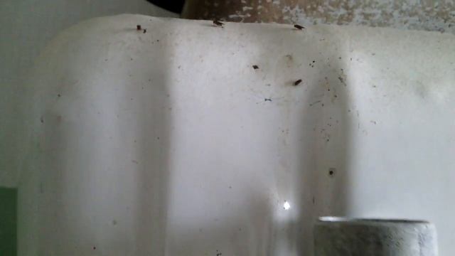 Как избавиться от плодовых мушек быстро. смотреть онлайн