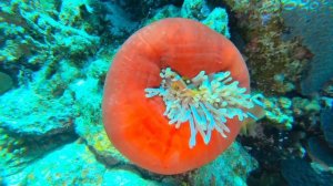 Tauchen im Roten Meer 5/2022 - Red Sea Diving (Robinson Club Soma Bay)