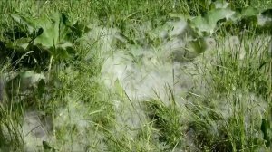 Тополиный пух