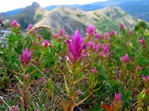 Разнотравье на скальных обрывах гор в июне.