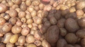 Копаем картошку.Сорт «ПИКАССО»