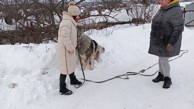 Первое занятие с кавказской овчаркой  кавказскаяовчарка дрессировкасобаки дрессировка