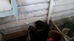 теперь куры несутся каждый день! чем же лучше утеплить курятник? уйдем ли с ютуба?