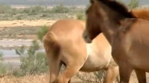 horses Gays club