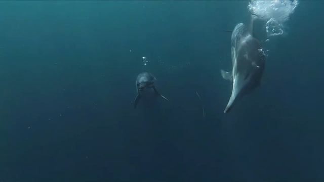 Beautiful Relaxing Music-Прекрасная музыка и дельфины-Красивая музыка и дельфины для отдыха и сна смотреть онлайн