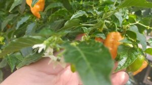 Острый перец Naga Apricot, секрет большого урожая