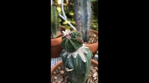 Aztekium ritteri - Grafted Cactus Flowering : Bud to Bloom : HD