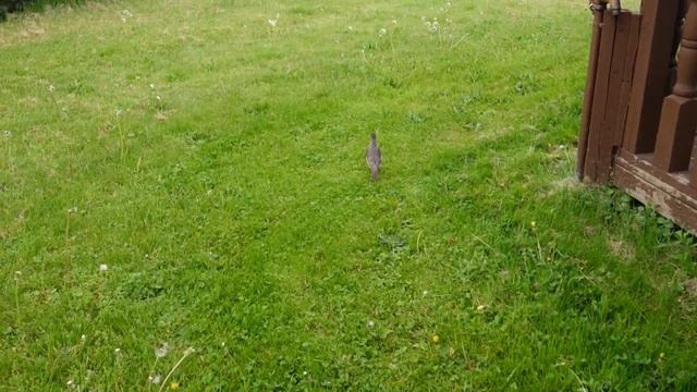 is the Sony 11mm 1.8 Good for Sony A7 IV? Stabalised, Non, Active or Catalyst Browse? Lens Review смотреть онлайн