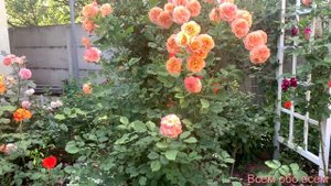 Роза Ла Вилла Кота ( Rose La Villa Kottа ) г.Киев 19.07.2022г.