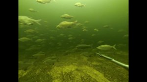 Подводная охота зимой в Волгограде