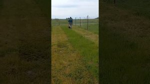 Косим газонокосилкой Denzel 520