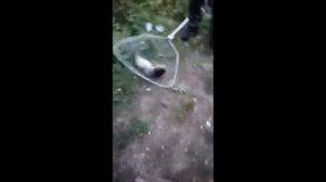 Поймал АМУРА на 16 КГ И НА 6 КГ на светлячки. Рыбалка осень .Ловля трофейного амура. Рыбалка 2021.