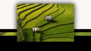 ТЕРРАСОВЫЕ РИСОВЫЕ ПОЛЯ ВО ВЬЕТНАМЕ И В КИТАЕ (Viet Nam. China)